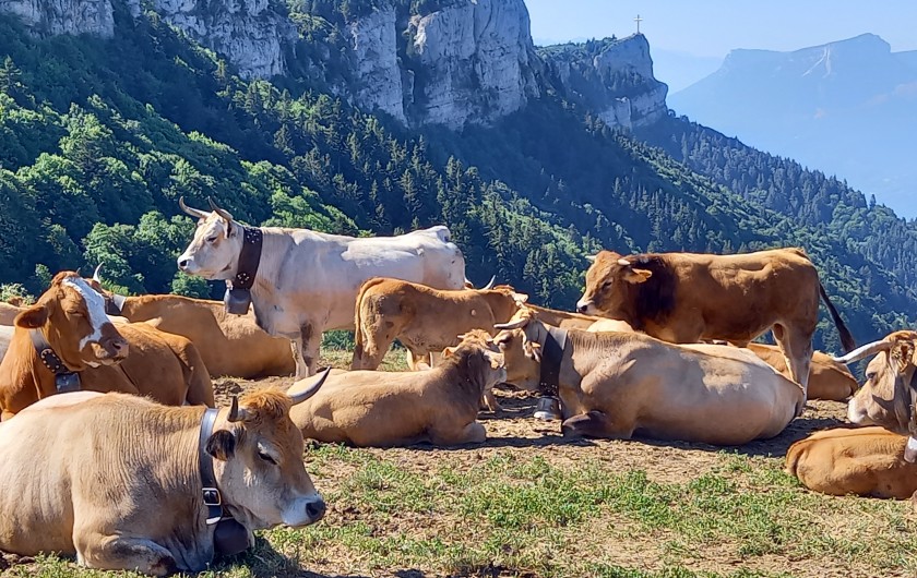 Location de vacances - Chalet à La Féclaz