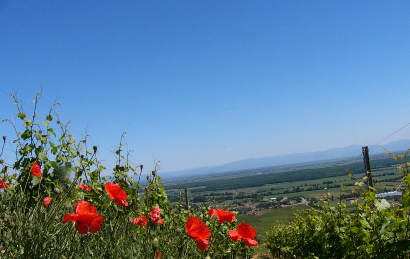 Location de vacances - Gîte à Gueberschwihr - Gueberschwihr, son sentier viticole