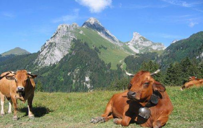 Location de vacances - Appartement à Bernex