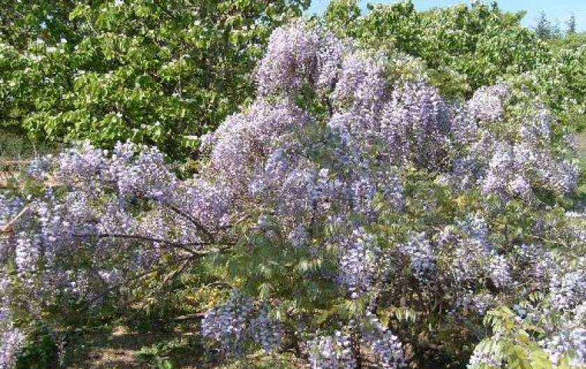 Location de vacances - Gîte à Balazuc