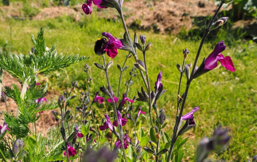 Location de vacances - Gîte à Saint-M'Hervé