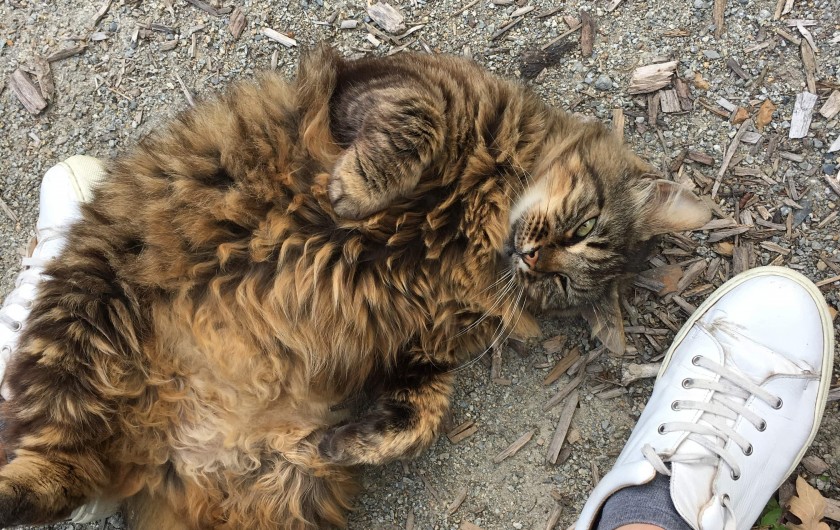 Location de vacances - Gîte à Saint-M'Hervé