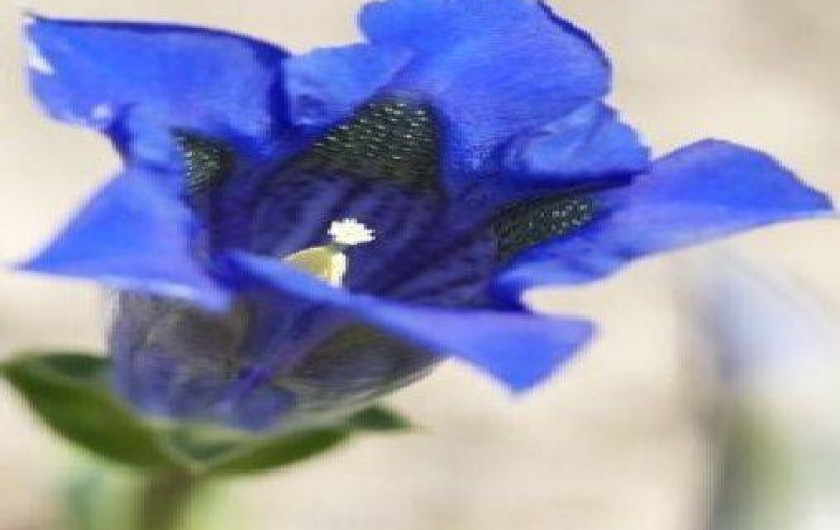 Location de vacances - Appartement à Châtel