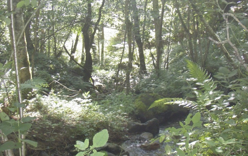 Location de vacances - Gîte à Campan - Le ruisseau d'à coté "la pêche à la truite"