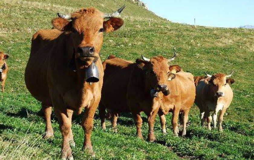 Location de vacances - Studio à Passy