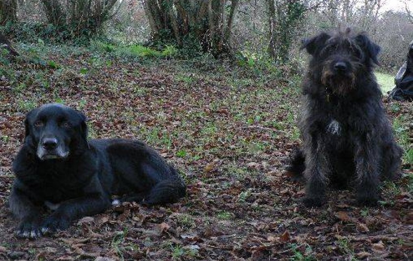 Location de vacances - Gîte à Pont-Farcy
