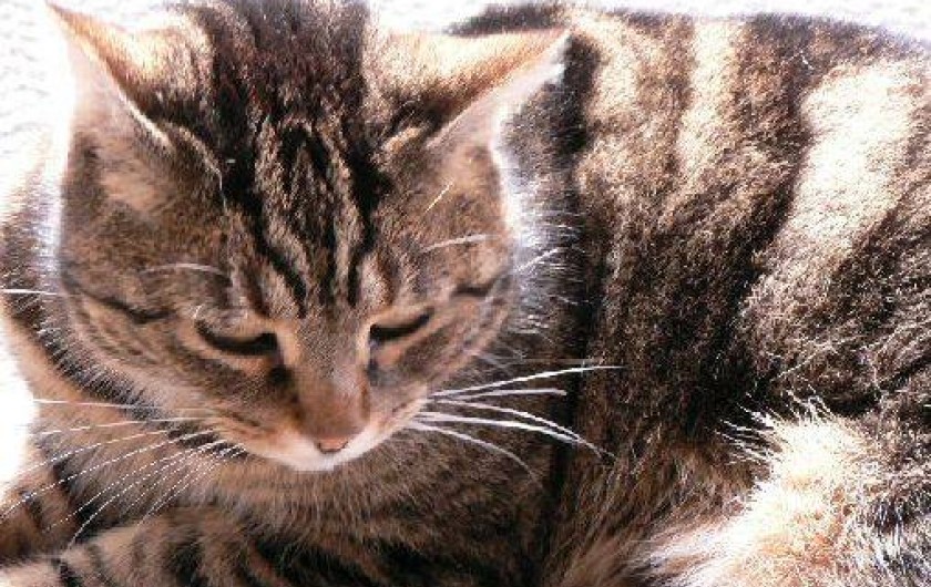 Location de vacances - Gîte à Pont-Farcy