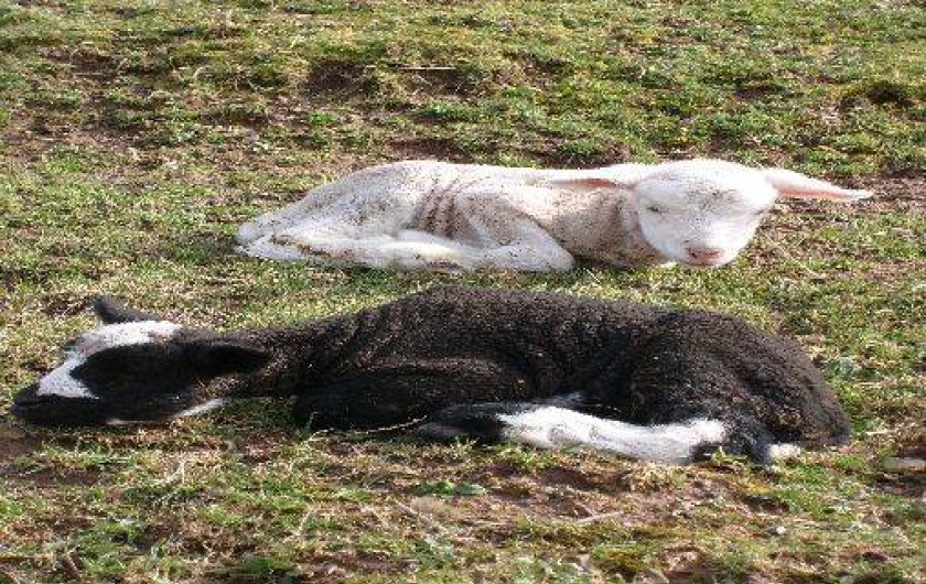 Location de vacances - Gîte à Pont-Farcy