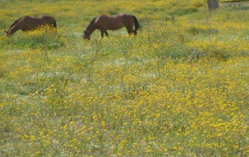Location de vacances - Bungalow - Mobilhome à Saint-Florent