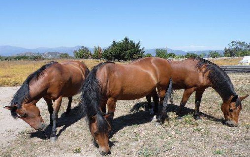 Location de vacances - Bungalow - Mobilhome à Saint-Florent - Nos chevaux pour le plaisir des yeux uniquement...
