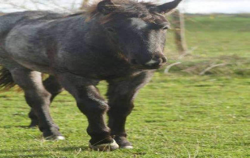 Location de vacances - Gîte à Sépeaux