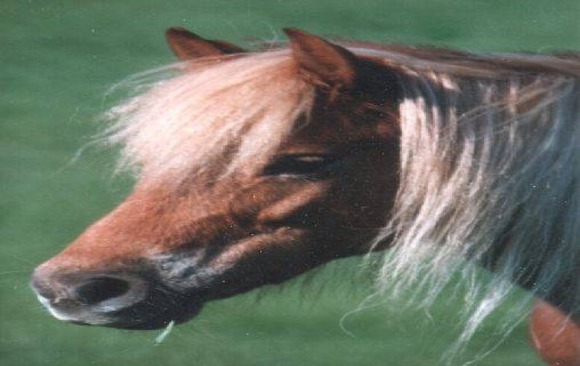 Location de vacances - Gîte à Sépeaux