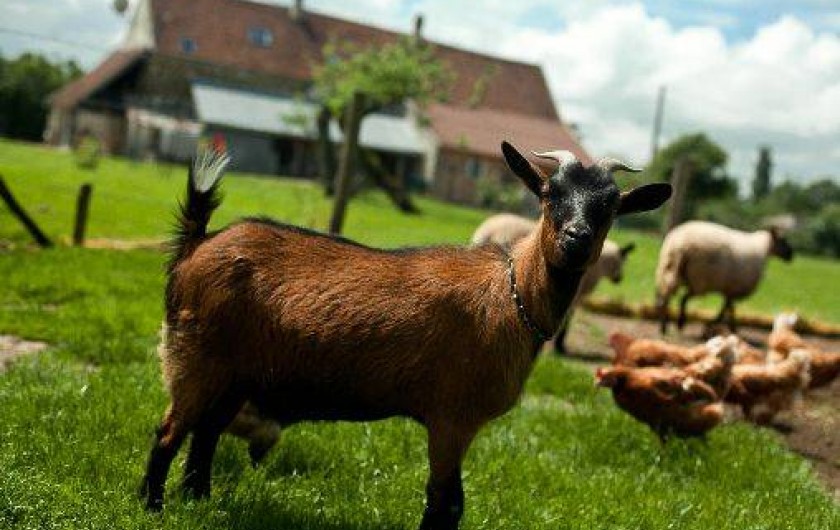 Location de vacances - Gîte à Amillis