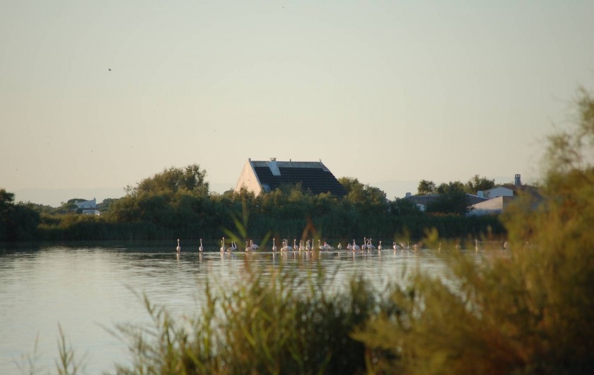 Location de vacances - Gîte à Saintes-Maries-de-la-Mer
