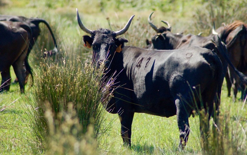 Location de vacances - Gîte à Saintes-Maries-de-la-Mer - Elevage de taureaux du Mas
