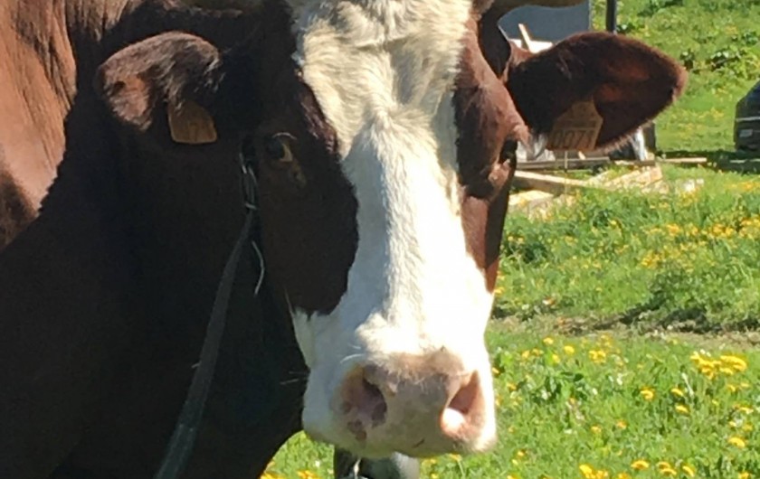 Location de vacances - Appartement à Le Grand-Bornand