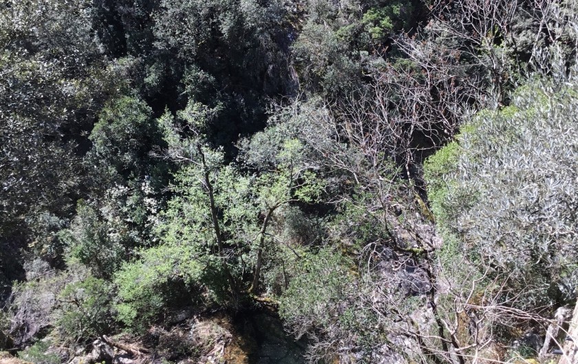 Location de vacances - Gîte à Mialet - Vue sur le trou d'eau( gîte de l'Olivier)