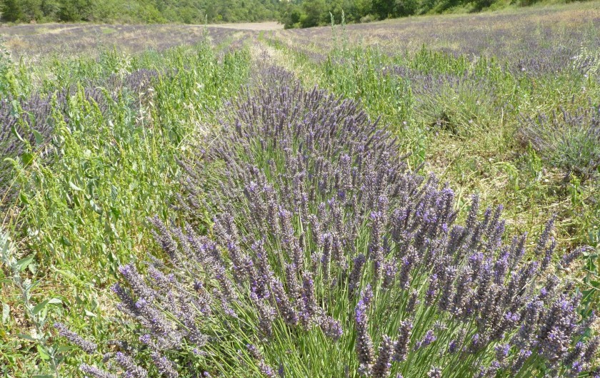 Location de vacances - Studio à Gréoux-les-Bains - La Provence...