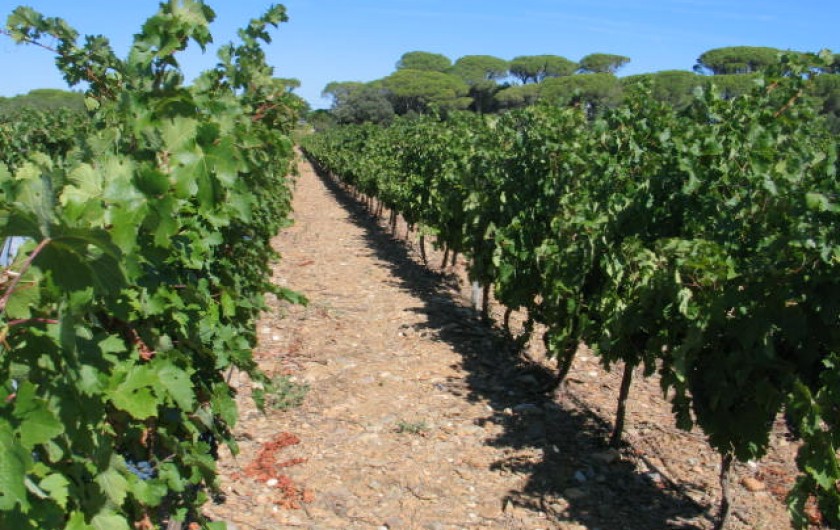 Location de vacances - Gîte à Mirepeisset - Nos Vignes