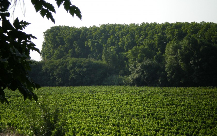 Location de vacances - Gîte à Mirepeisset - Vignoble