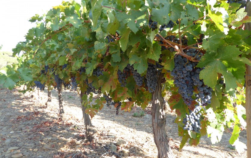 Location de vacances - Gîte à Mirepeisset - Vigne en contre bas du domaine