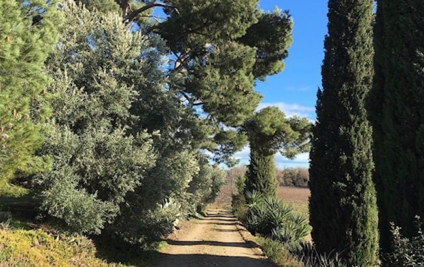 Location de vacances - Gîte à Mirepeisset - Accés au bas du domaine, vignoble