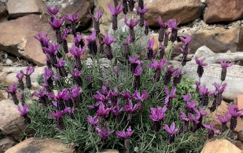 Location de vacances - Villa à Uzès