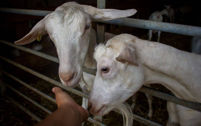 Location de vacances - Bungalow - Mobilhome à Villefranche-de-Rouergue - visite de la chevrerie avec traite des chèvres