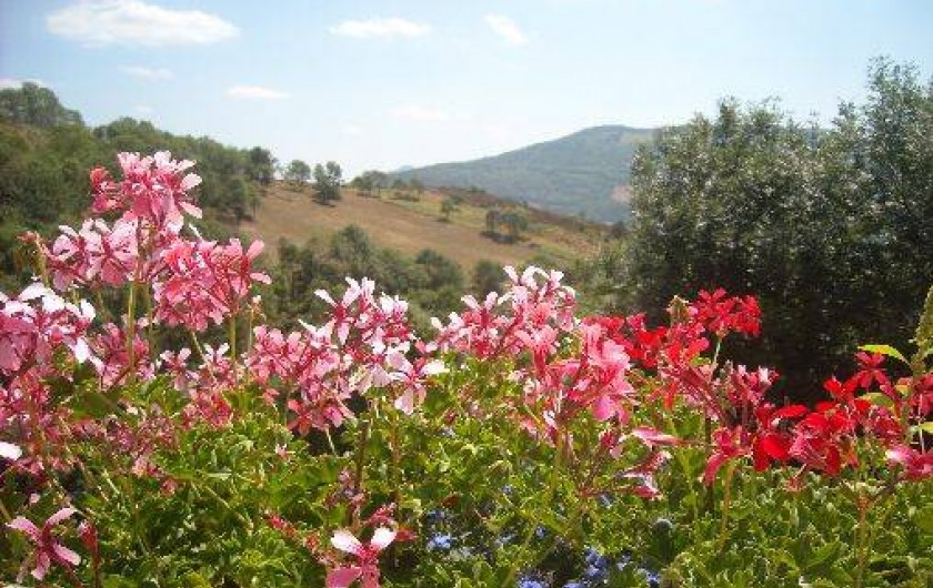 Location de vacances - Gîte à Prats-de-Mollo-la-Preste - Des fleurs partout.