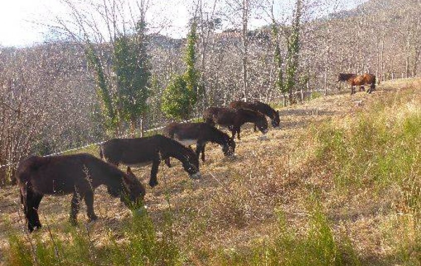 Location de vacances - Gîte à Prats-de-Mollo-la-Preste - Nos ânes.