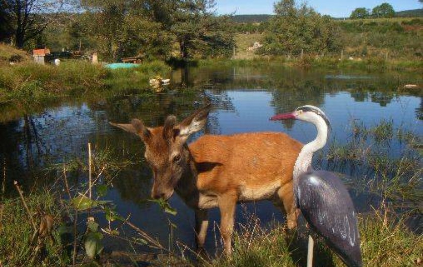 Location de vacances - Cabane dans les arbres à Paulhac-en-Margeride - Kiki dans sa jeunesse