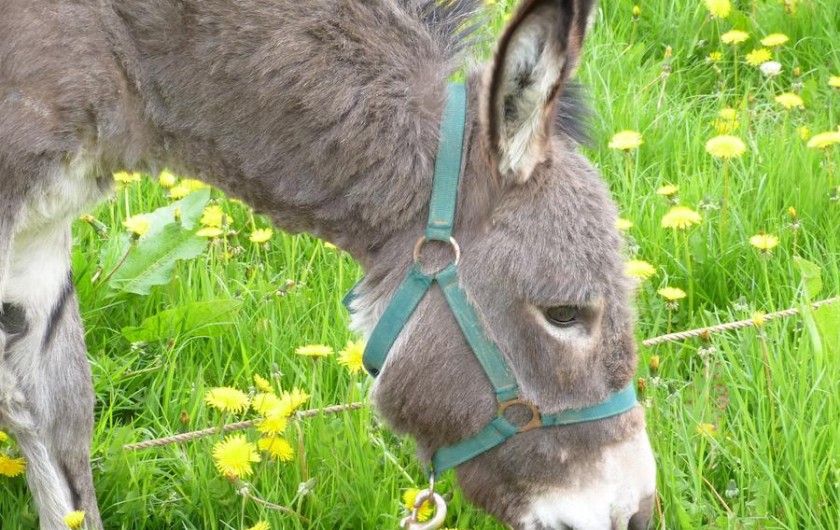 Location de vacances - Gîte à Tours-en-Vimeu - Sissi notre mascotte