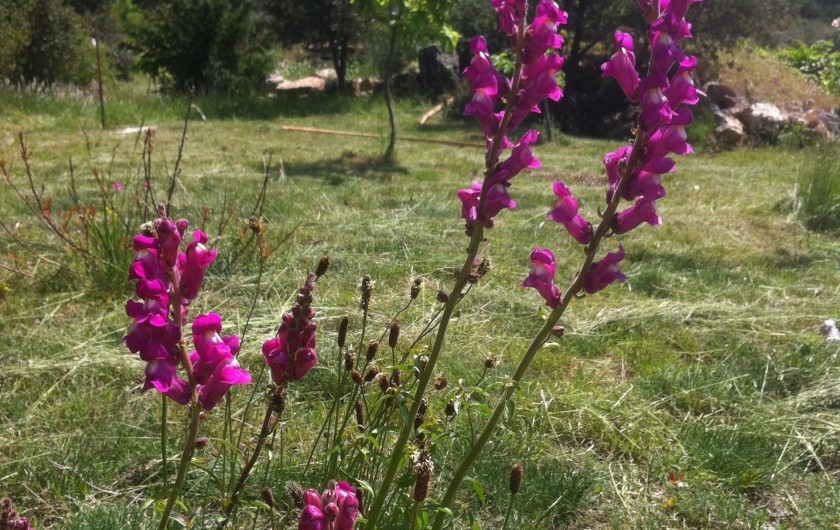 Location de vacances - Mas à Saint-Privat