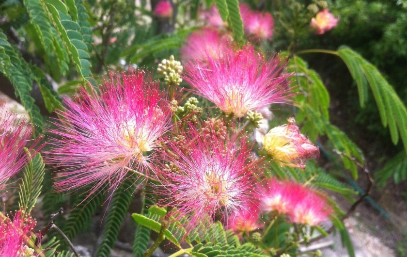 Location de vacances - Mas à Saint-Privat