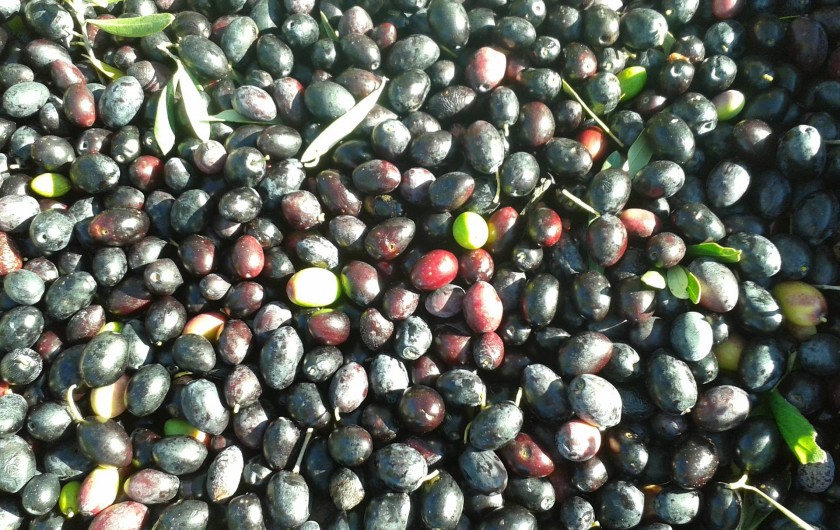 Location de vacances - Gîte à Saint-Jean-de-Serres - cueillette des olives noires   Octobre à Décembre (huile)