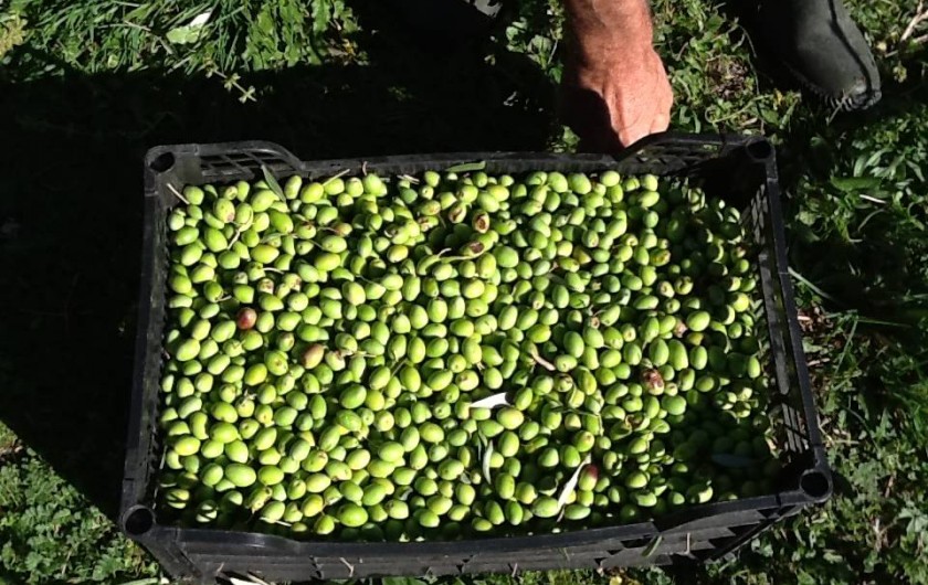 Location de vacances - Gîte à Saint-Jean-de-Serres - cueillette des olives vertes en Septembre (apéritif)