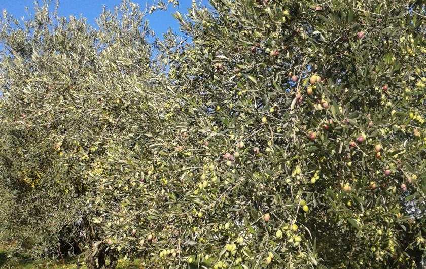 Location de vacances - Gîte à Saint-Jean-de-Serres - La récolte des olives vertes approche.