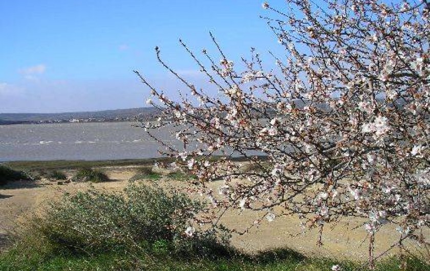 Location de vacances - Appartement à Port Leucate