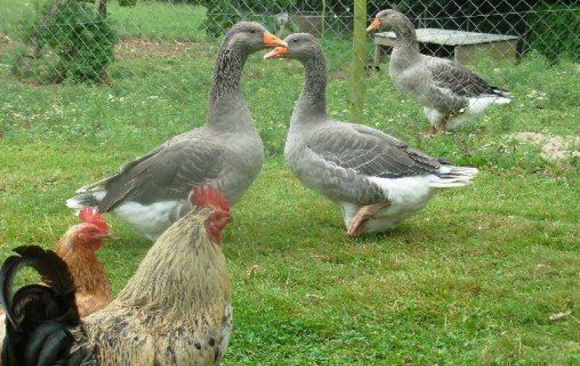 Location de vacances - Gîte à Plouvorn