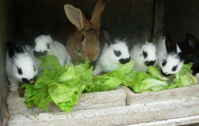 Location de vacances - Gîte à Plouvorn