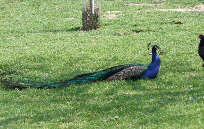 Location de vacances - Gîte à Pleudihen-sur-Rance - Le paon dans le verger de pommiers