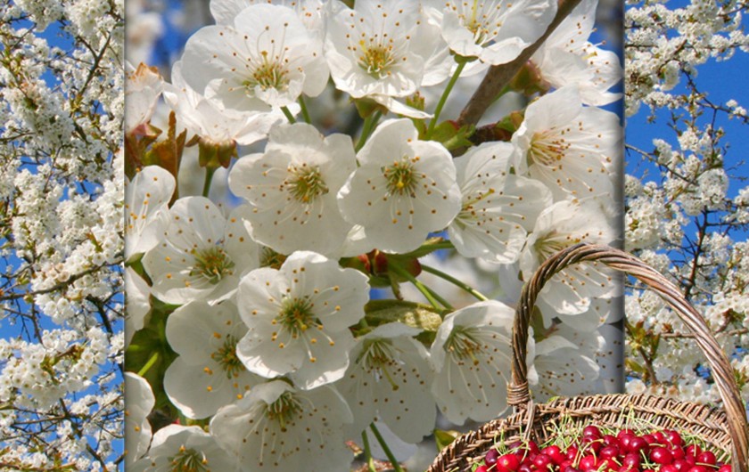Location de vacances - Villa à Simeyrols - Nombreux fruitiers pour en partager leur récolte bio