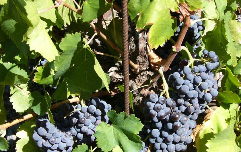 Location de vacances - Gîte à Cerbère - Plaisir des randonnées sentiers des vignes