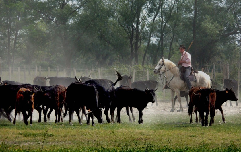 Location de vacances - Gîte à Arles - Gardian au milieu du troupeau