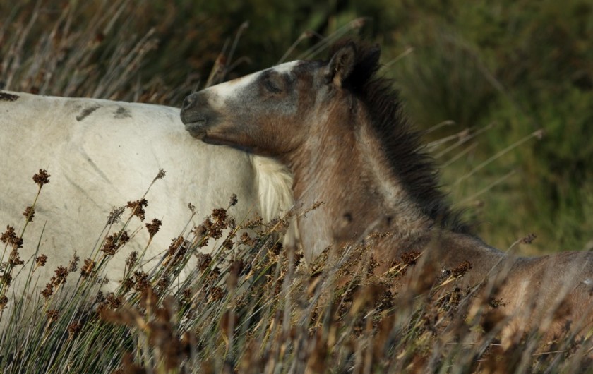 Location de vacances - Gîte à Arles - Poulain de la manade