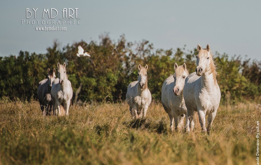 Location de vacances - Gîte à Arles - Nos chevaux