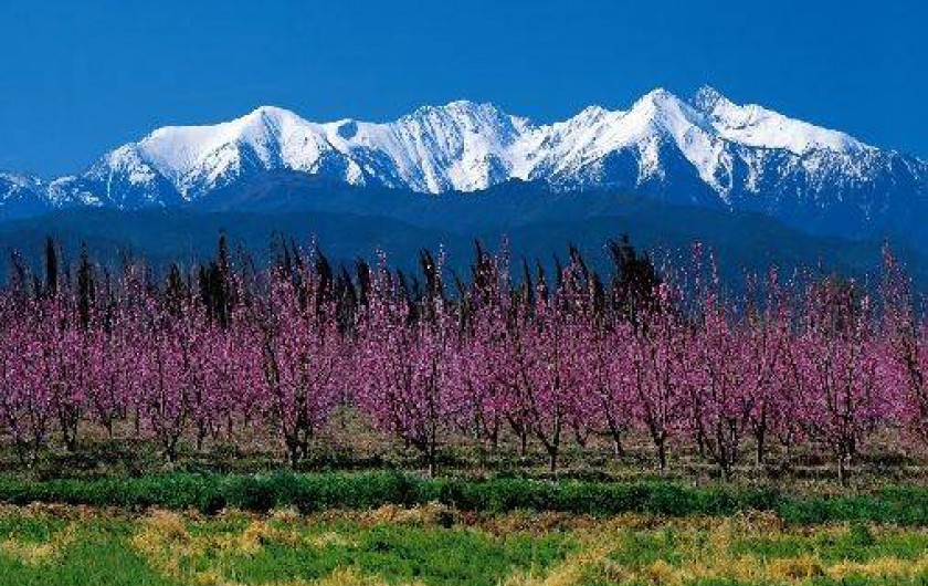 Location de vacances - Appartement à Amélie-les-Bains-Palalda