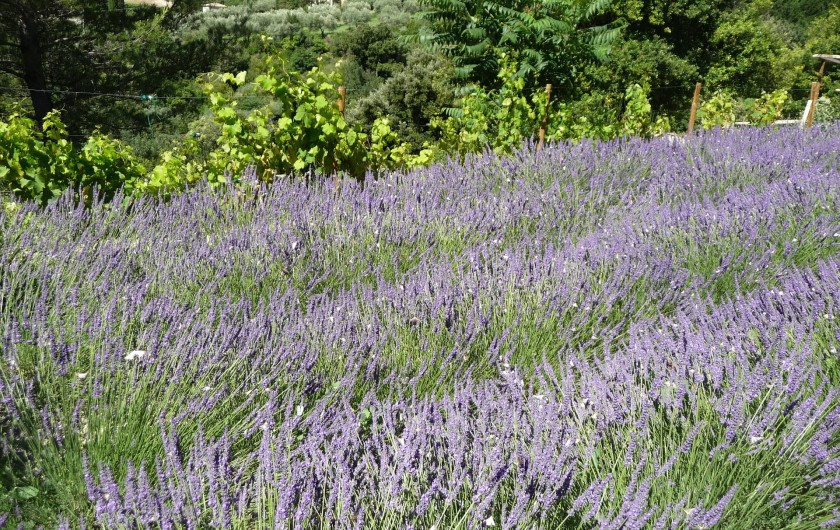 Location de vacances - Gîte à Aubres - Lavandes