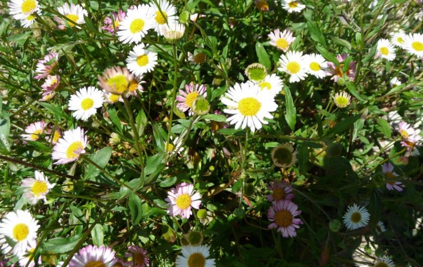 Location de vacances - Gîte à Aubres