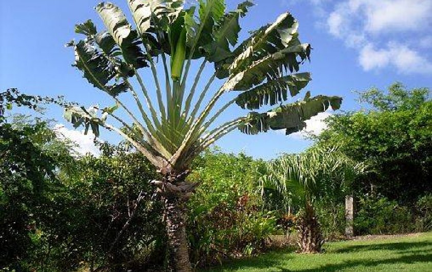 Location de vacances - Bungalow - Mobilhome à Sainte-Anne
